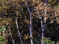 13209CrLe - Autumn colours in Rouge Valley Conservation Area.JPG